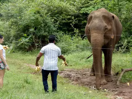 Er weiß, von den Touristen kann er etwas bekommen: Der Elefant Rambo bettelt um Futter im Udawalawe-Nationalpark. (Archivbild) - Foto: -/Udawalawe Elephant Research Project/dpa