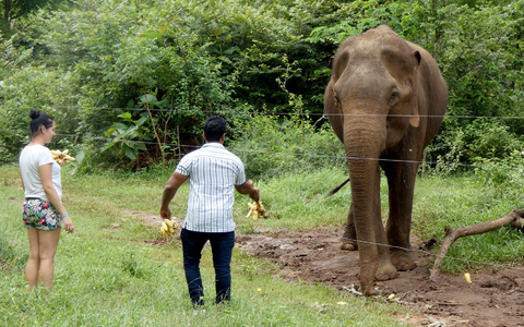Er weiß, von den Touristen kann er etwas bekommen: Der Elefant Rambo bettelt um Futter im Udawalawe-Nationalpark. (Archivbild) - Foto: -/Udawalawe Elephant Research Project/dpa