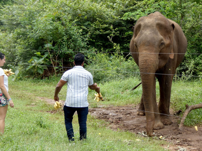 Er weiß, von den Touristen kann er etwas bekommen: Der Elefant Rambo bettelt um Futter im Udawalawe-Nationalpark. (Archivbild) - Foto: -/Udawalawe Elephant Research Project/dpa