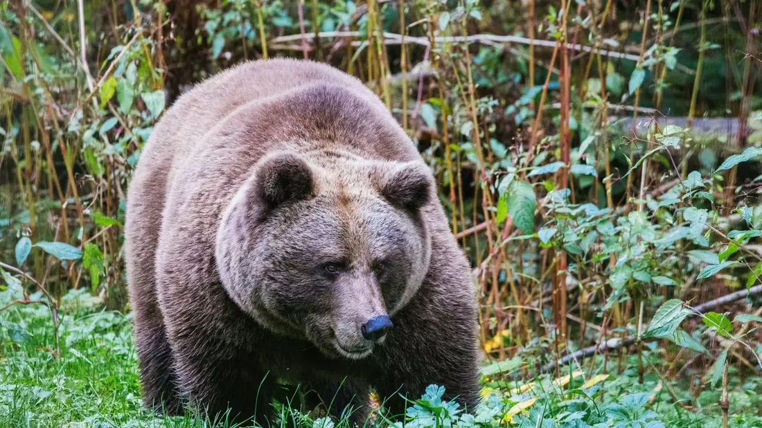 Im Alternativen Wolf- und Bärenpark Schwarzwald steht eine Bärin. Hier soll künftig auch die Bärin Gaia zuhause sein. - Bild: Philipp von Ditfurth/dpa