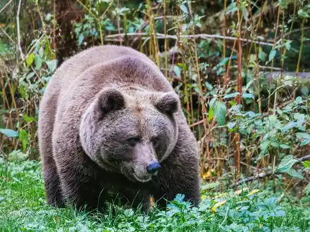 Im Alternativen Wolf- und Bärenpark Schwarzwald steht eine Bärin. Hier soll künftig auch die Bärin Gaia zuhause sein. - Foto: Philipp von Ditfurth/dpa
