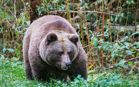 Im Alternativen Wolf- und Bärenpark Schwarzwald steht eine Bärin. Hier soll künftig auch die Bärin Gaia zuhause sein. - Foto: Philipp von Ditfurth/dpa