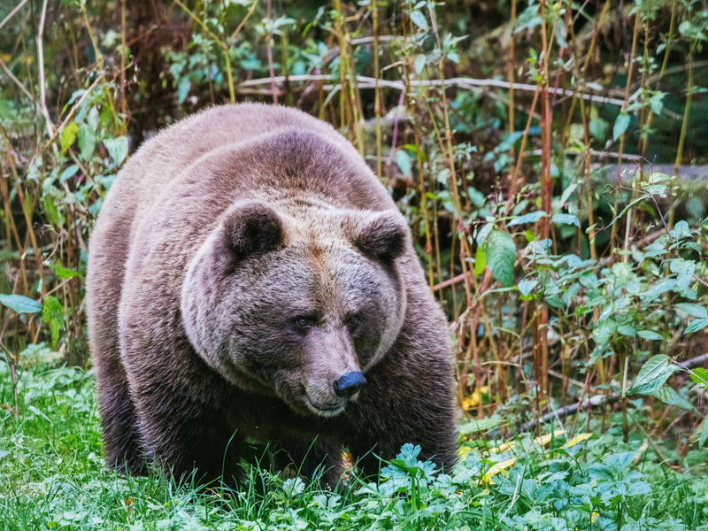 Im Alternativen Wolf- und Bärenpark Schwarzwald steht eine Bärin. Hier soll künftig auch die Bärin Gaia zuhause sein. - Foto: Philipp von Ditfurth/dpa