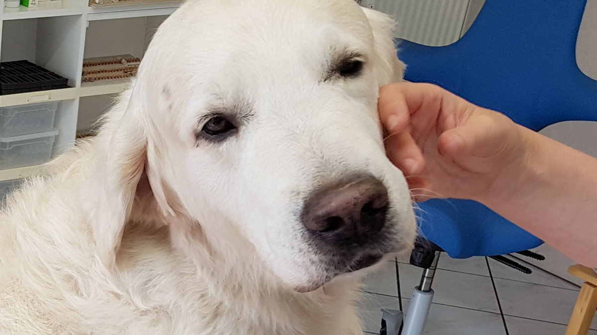 ILLUSTRATION - Ein Golden Retriever. - Foto: Carolin Eckenfels/dpa