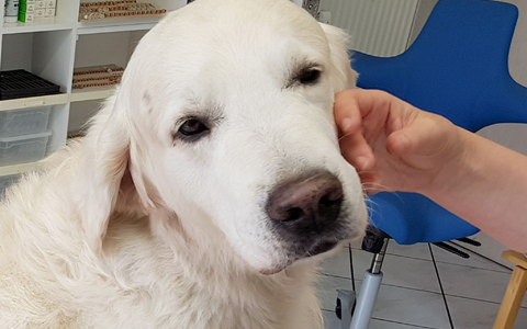 ILLUSTRATION - Ein Golden Retriever. - Foto: Carolin Eckenfels/dpa