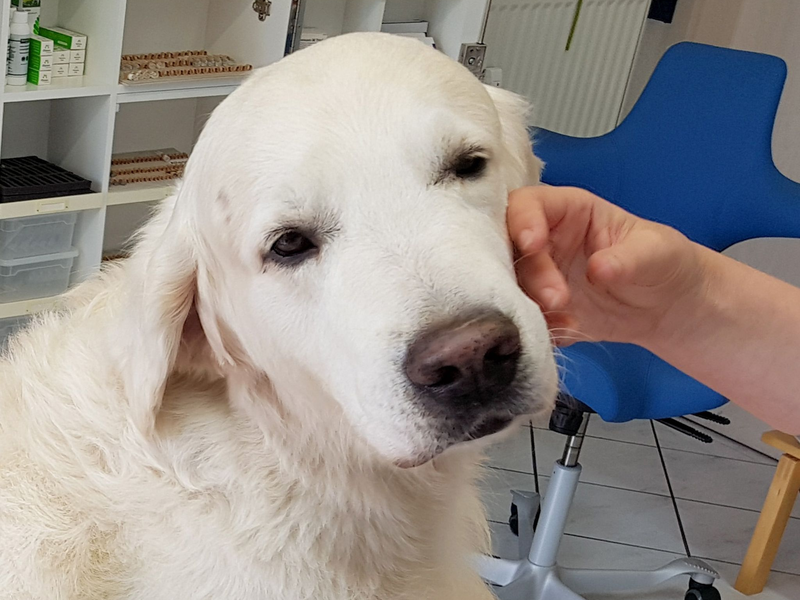 ILLUSTRATION - Ein Golden Retriever. - Foto: Carolin Eckenfels/dpa