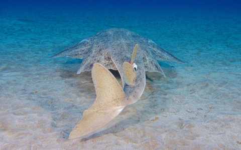 Seinen Namen verdankt der Engelhai seinen flügelartigen Brust- und Bauchflossen - und wird daher auch Meerengel genannt. - Foto: Michael J Sealey/Eurekalert/dpa Seinen Namen verdankt der Engelhai seinen flügelartigen Brust- und Bauchflossen - und wird daher auch Meerengel genannt. - Foto: Michael J Sealey/Eurekalert/dpa