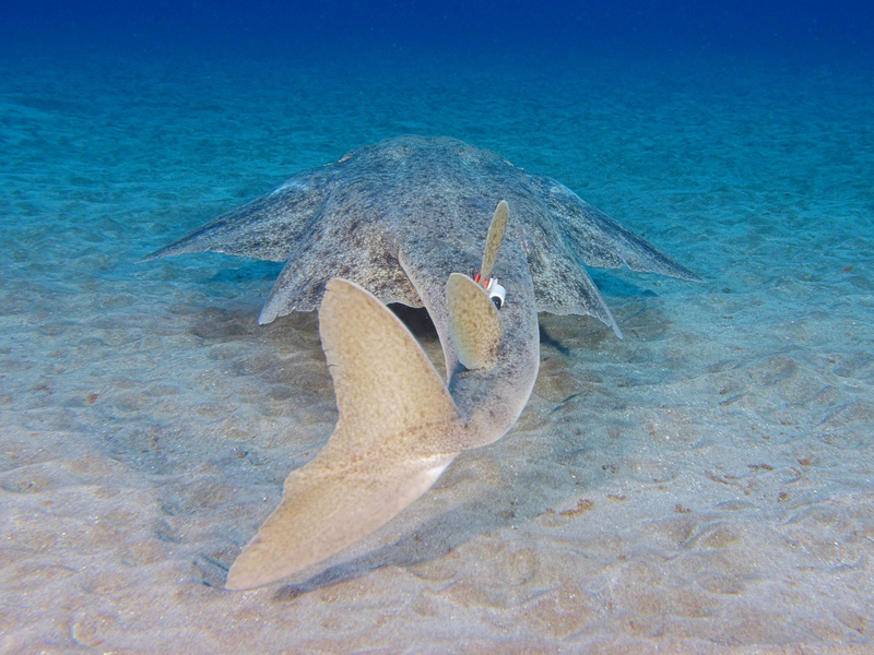 Seinen Namen verdankt der Engelhai seinen flügelartigen Brust- und Bauchflossen - und wird daher auch Meerengel genannt. - Foto: Michael J Sealey/Eurekalert/dpa