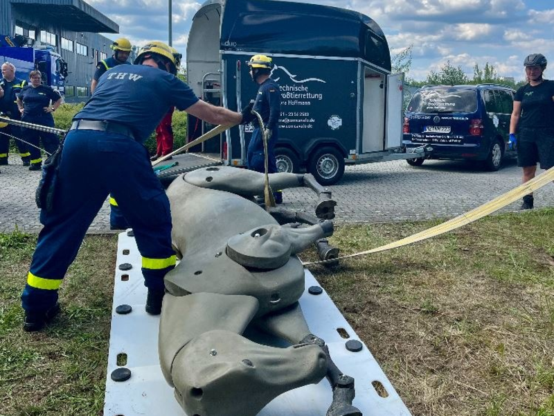 THW LVBEBBST: Großtierrettung: Neue Fähigkeit beim THW Fürstenwalde - Foto: presseportal.de