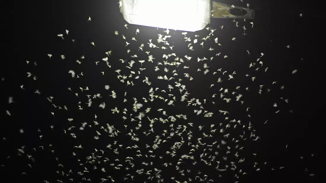 Das Licht von Straßenlaternen lockt Insekten an. (Archivbild) - Bild: Armin Weigel/dpa