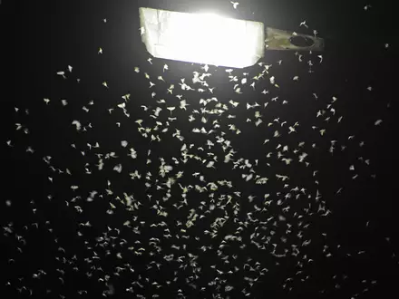 Das Licht von Straßenlaternen lockt Insekten an. (Archivbild) - Foto: Armin Weigel/dpa