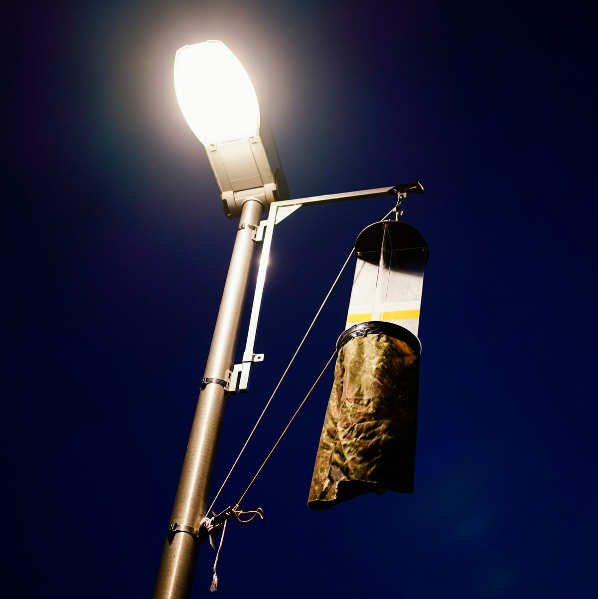 Mit solchen Fallen haben die Forschenden die Insekten eingefangen. (Archivbild) - Foto: Uwe Anspach/dpa