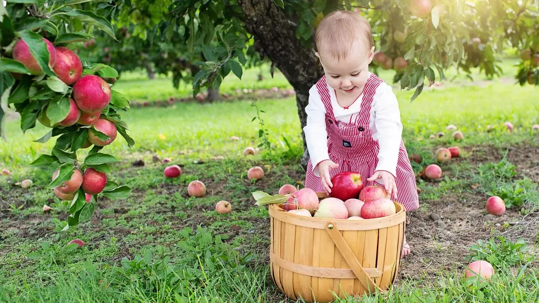 Mehr Bäume für Kinder - Warum Obstgehölze auf Kita-Geländen wichtig sind - Bild: presseportal.de