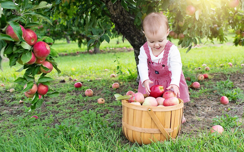 Mehr Bäume für Kinder - Warum Obstgehölze auf Kita-Geländen wichtig sind - Foto: presseportal.de