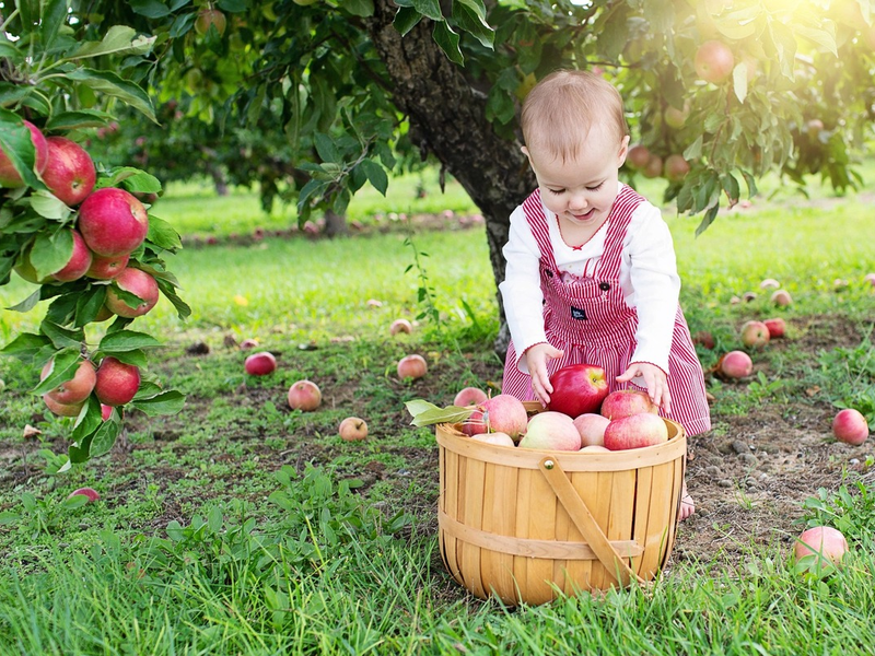 Mehr Bäume für Kinder - Warum Obstgehölze auf Kita-Geländen wichtig sind - Foto: presseportal.de