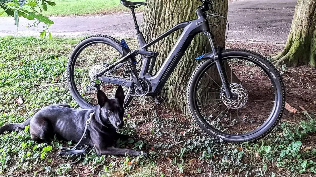 BPOL-KI: Diensthunde der Bundespolizei finden gestohlene Fahrräder im Wald - Bild: presseportal.de