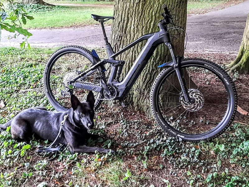 BPOL-KI: Diensthunde der Bundespolizei finden gestohlene Fahrräder im Wald - Foto: presseportal.de