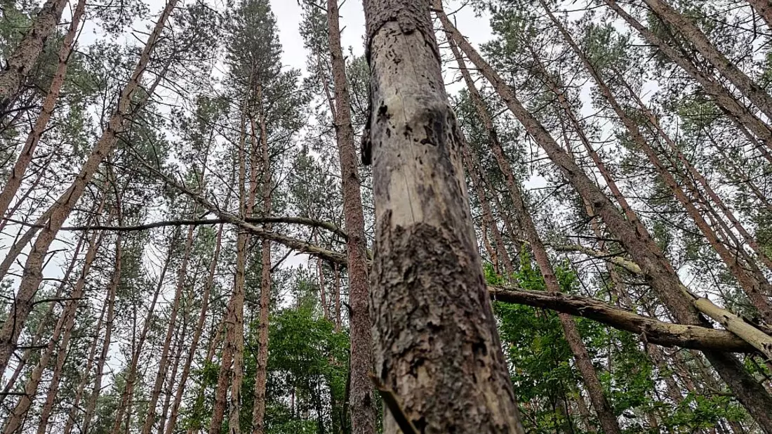 Wald (Archiv) - Bild: über dts Nachrichtenagentur