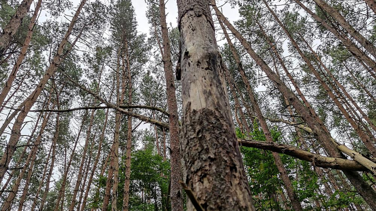 Wald (Archiv) - Foto: über dts Nachrichtenagentur