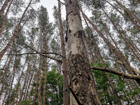 Wald (Archiv) - Foto: über dts Nachrichtenagentur