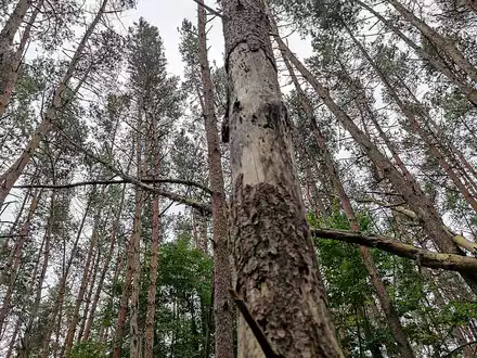 Wald (Archiv) - Foto: über dts Nachrichtenagentur