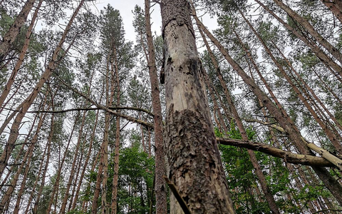 Wald (Archiv) - Foto: über dts Nachrichtenagentur