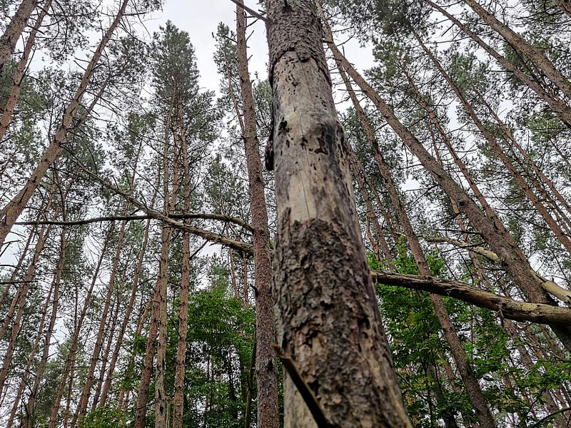 Wald (Archiv) - Foto: über dts Nachrichtenagentur
