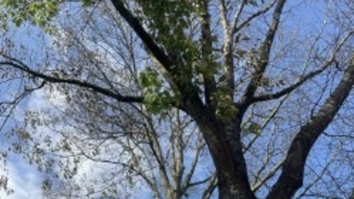 POL-SE: Elmshorn - Gutachten bringt Gewissheit - Roteichen vergiftet - Polizei sucht Zeugen - Foto: presseportal.de