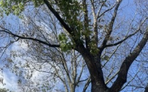 POL-SE: Elmshorn - Gutachten bringt Gewissheit - Roteichen vergiftet - Polizei sucht Zeugen - Foto: presseportal.de