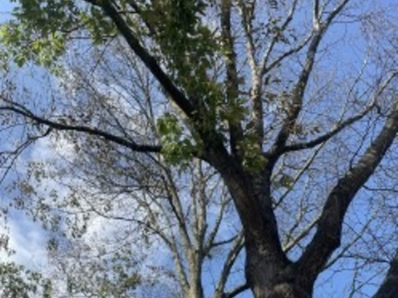 POL-SE: Elmshorn - Gutachten bringt Gewissheit - Roteichen vergiftet - Polizei sucht Zeugen - Foto: presseportal.de