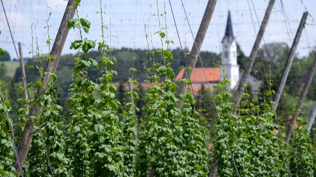 Deutschland ist das größte Anbaugebiet für Hopfen - und verzeichnete 2024 auch die größte Ernte. (Archivbild) - Bild: Sven Hoppe/dpa