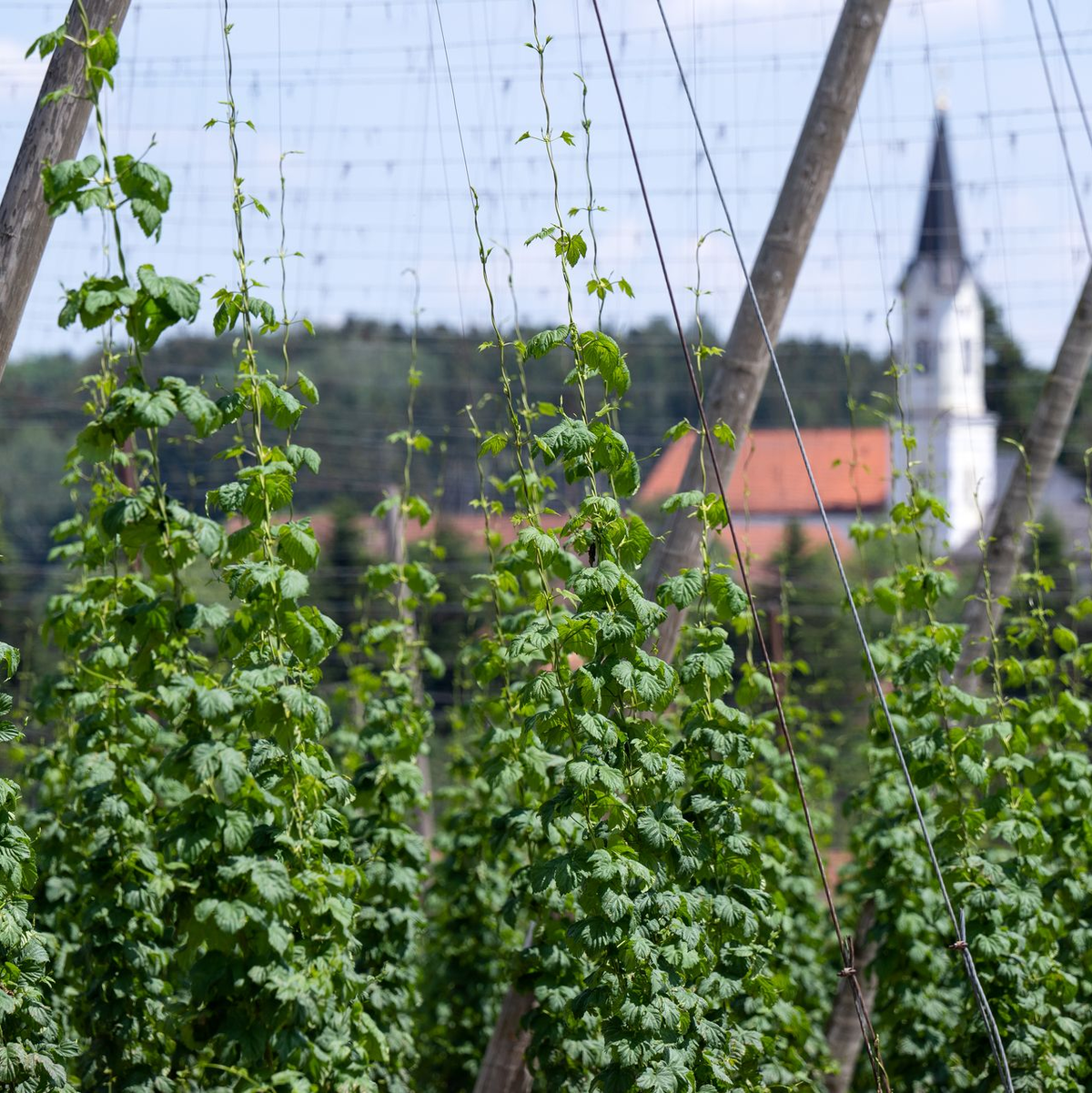 Deutschland ist das größte Anbaugebiet für Hopfen - und verzeichnete 2024 auch die größte Ernte. (Archivbild) - Foto: Sven Hoppe/dpa