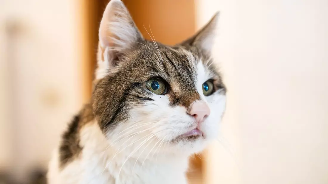 Katzen sollen auch in Amsterdam sicher wieder nach Hause kommen. (Symbolbild) - Bild: Silas Stein/dpa