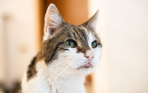 Katzen sollen auch in Amsterdam sicher wieder nach Hause kommen. (Symbolbild) - Foto: Silas Stein/dpa