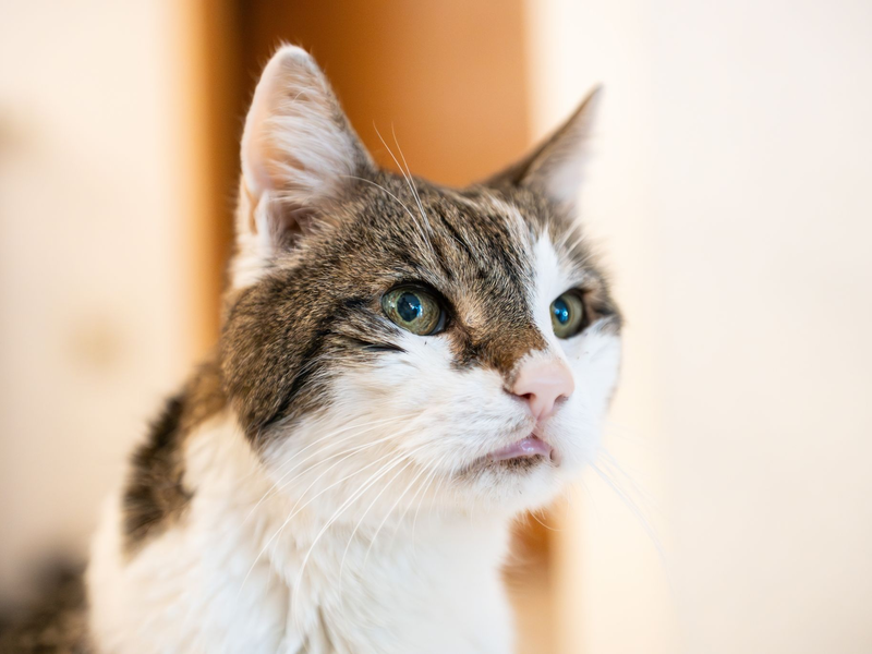 Katzen sollen auch in Amsterdam sicher wieder nach Hause kommen. (Symbolbild) - Foto: Silas Stein/dpa