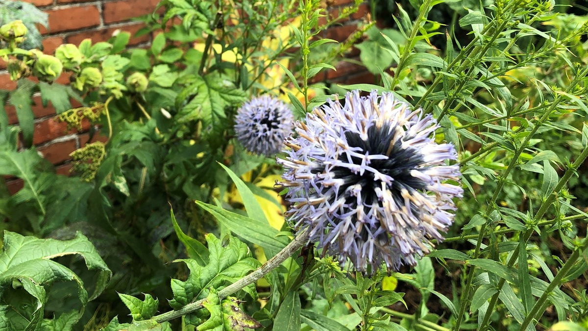 Wetterextreme im Garten: Was Pflanzenfans jetzt wissen müssen - Foto: presseportal.de