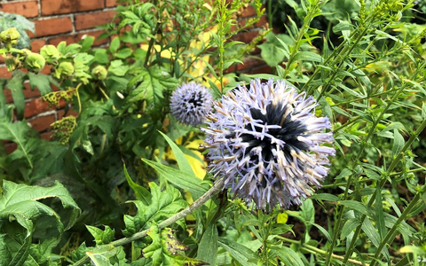 Wetterextreme im Garten: Was Pflanzenfans jetzt wissen müssen - Foto: presseportal.de