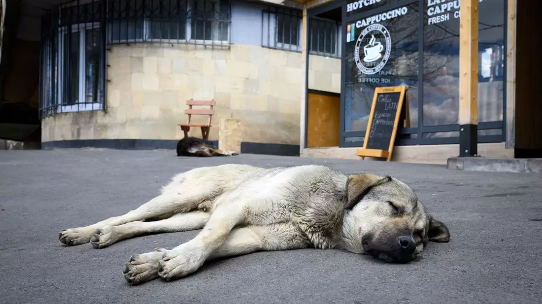 Straßenhunde sind oft gar nicht so unglücklich und allein, wie viele hierzulande meinen. (Archivbild) - Bild: Bernd von Jutrczenka/dpa