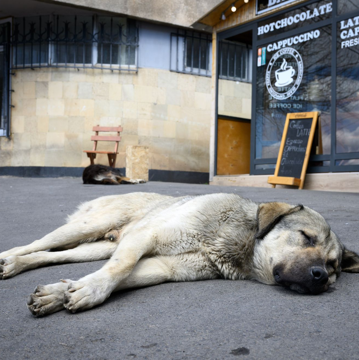 Straßenhunde sind oft gar nicht so unglücklich und allein, wie viele hierzulande meinen. (Archivbild) - Foto: Bernd von Jutrczenka/dpa