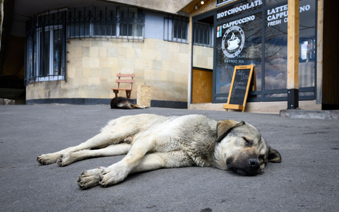 Straßenhunde sind oft gar nicht so unglücklich und allein, wie viele hierzulande meinen. (Archivbild) - Foto: Bernd von Jutrczenka/dpa