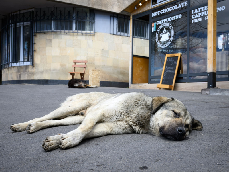 Straßenhunde sind oft gar nicht so unglücklich und allein, wie viele hierzulande meinen. (Archivbild) - Foto: Bernd von Jutrczenka/dpa