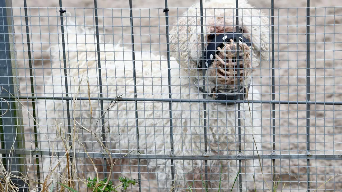 In den Tierheimen sitzen immer mehr nur schwer vermittelbare Hunde. (Archivbild) - Bild: Carsten Rehder/dpa