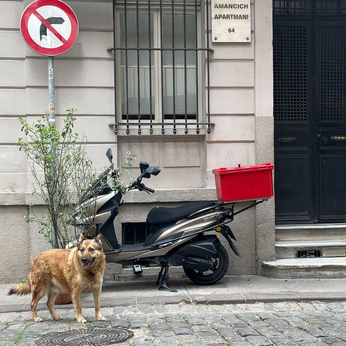 Echte Straßenhunde können «unfassbar frustriert und unglücklich» sein, wenn sie plötzlich als Wohnungshunde in Deutschland leben sollen. (Archivbild) - Foto: Mirjam Schmitt/dpa