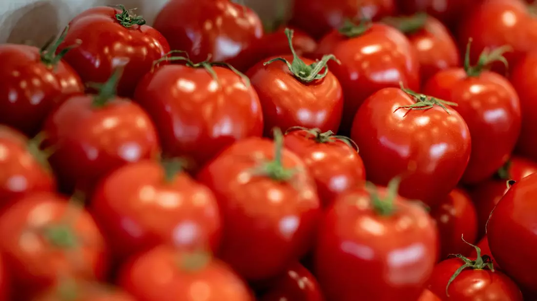 Tomaten sind nach Angaben des Bundesinformationszentrums Landwirtschaft das beliebteste Gemüse in Deutschland. - Bild: Fabian Sommer/dpa