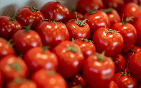 Tomaten sind nach Angaben des Bundesinformationszentrums Landwirtschaft das beliebteste Gemüse in Deutschland. - Foto: Fabian Sommer/dpa
