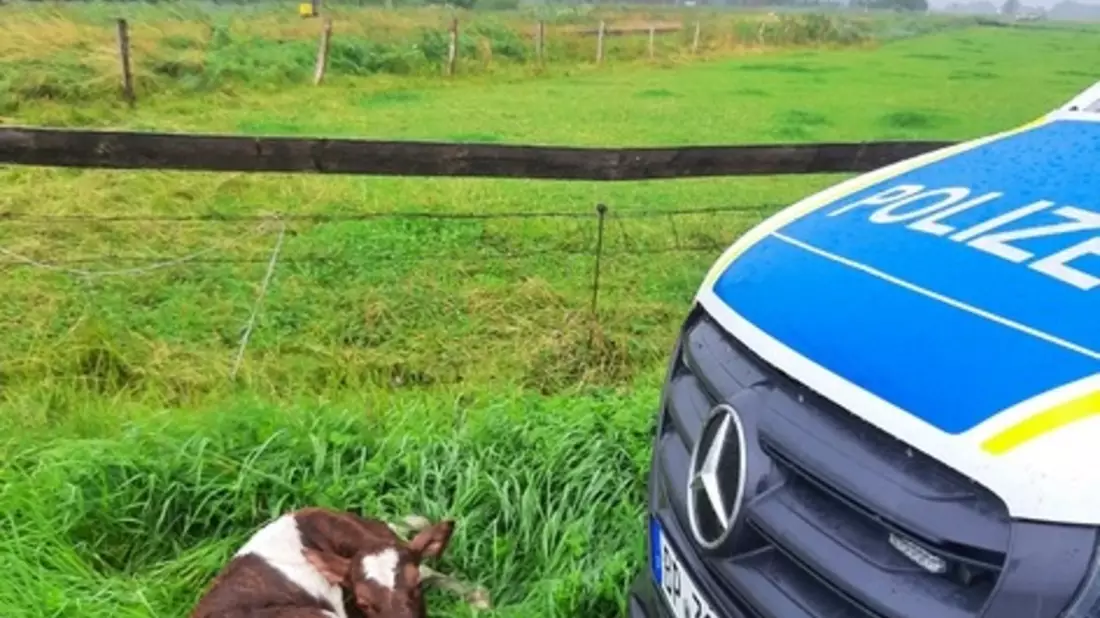 BPOL-FL: Glück im Unglück: Kalb am Gleis - Güterzug kann rechtzeitig bremsen - Bild: presseportal.de