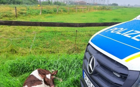 BPOL-FL: Glück im Unglück: Kalb am Gleis - Güterzug kann rechtzeitig bremsen - Foto: presseportal.de