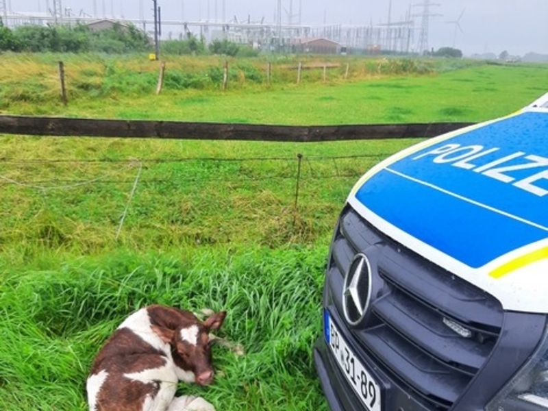 BPOL-FL: Glück im Unglück: Kalb am Gleis - Güterzug kann rechtzeitig bremsen - Foto: presseportal.de