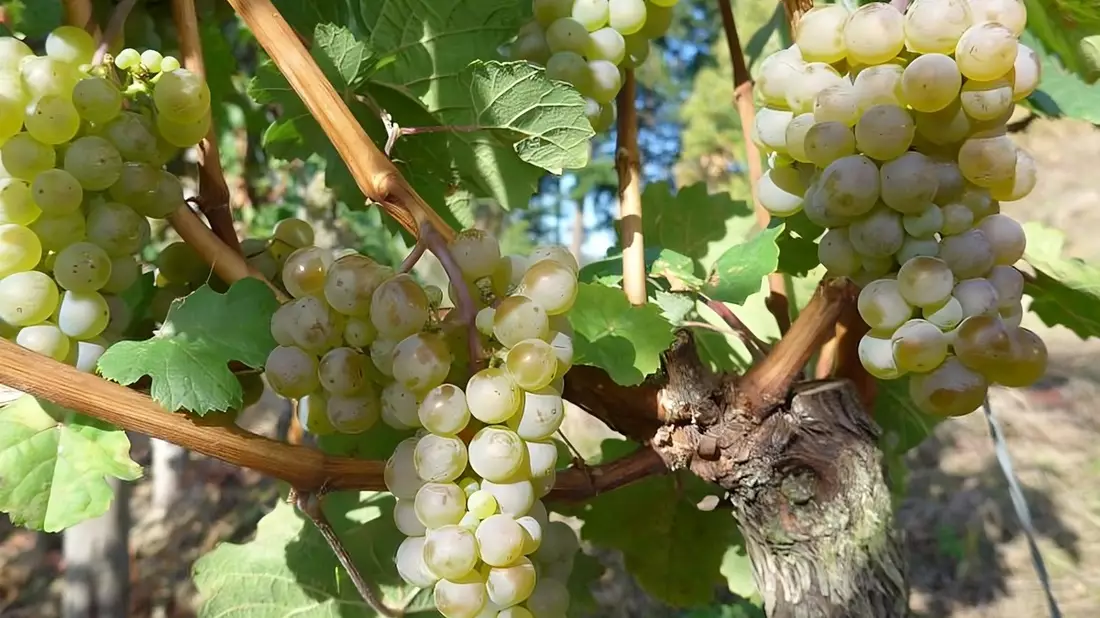 Weinlese 2025 / Blick in die Weinberge stimmt optimistisch - Bild: presseportal.de