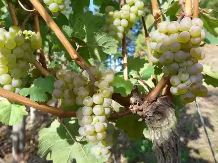 Weinlese 2025 / Blick in die Weinberge stimmt optimistisch - Foto: presseportal.de